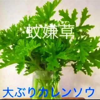 カレン草　蚊嫌草　ハーブゼラニウム　挿木　10本＋α(その他)