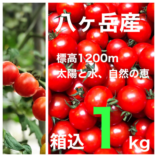 コクトマ！こくあり味濃いめ　八ヶ岳産　減農薬ミニトマト 箱込約1kg　品質保証付 食品/飲料/酒の食品(野菜)の商品写真