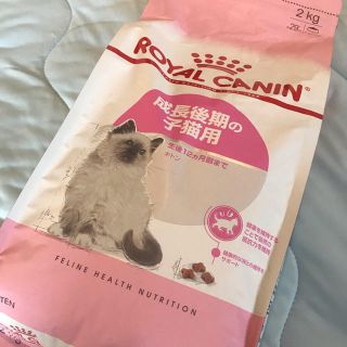 ロイヤルカナン(ROYAL CANIN)のロイヤルカナン FHN キトン 子猫用 2kg(猫)