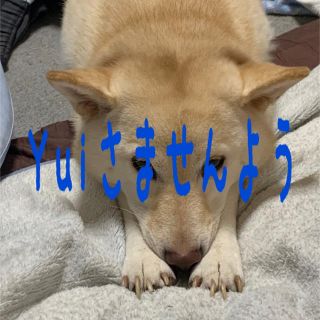 せんよう(犬)