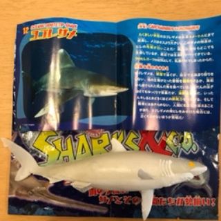 ★シャーク&coヨゴレザメ 12★(その他)