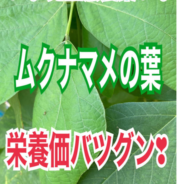 農薬使用せず✧︎*。ムクナ豆の乾燥葉❣️茶葉に✧︎*。栄養価満点