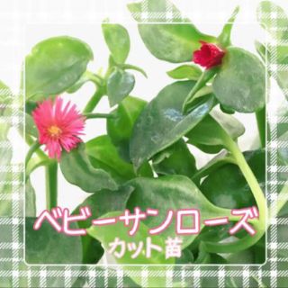 多肉植物　ベビーサンローズ　カット苗(その他)