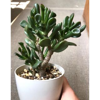 多肉植物　ゴーラム  宇宙の木　抜き苗(その他)