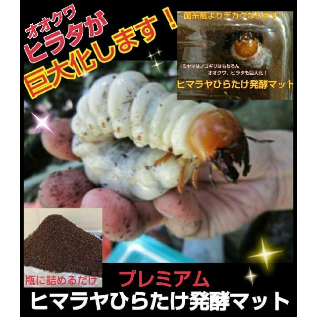特選!プレミアムクワガタ発酵マット ヒマラヤひらたけ 3次発酵 特殊アミノ酸入 の通販 by iketeru's shop|ラクマ 特選!プレミアムクワガタ発酵マット ヒマラヤひらたけ 3次発酵 特殊アミノ酸入 の通販 by iketeru's shop|ラクマ