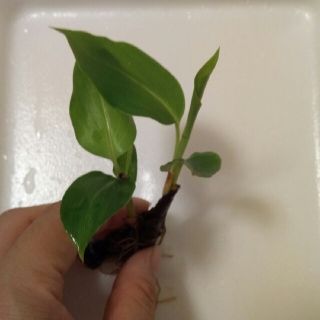 月桃の苗　ゲットウ　観葉植物　天然コスメ　ハーブ　薬草　漢方(その他)