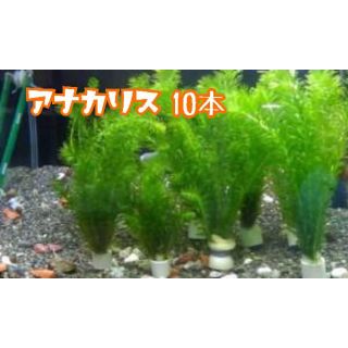 アナカリス(アクアリウム)