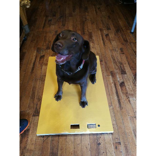 yamabousi様専用 ハンドメイド　大型犬用の体重計