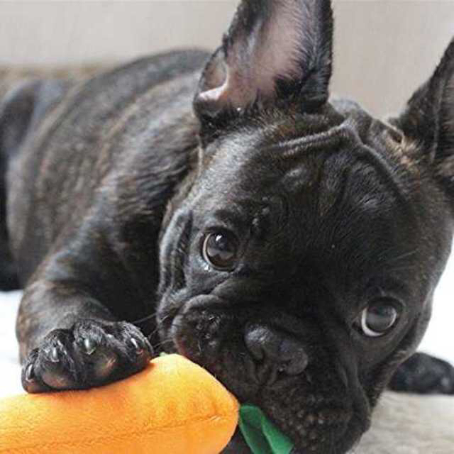 マルチカラー犬おもちゃ ペット音が出る 噛む玩具 ぬいぐるみ 運動不足解消 清潔 その他のペット用品(犬)の商品写真