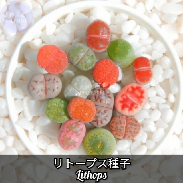 多肉植物【リトープスlithops】リビングストーン 種子10粒！ ハンドメイドのフラワー/ガーデン(その他)の商品写真