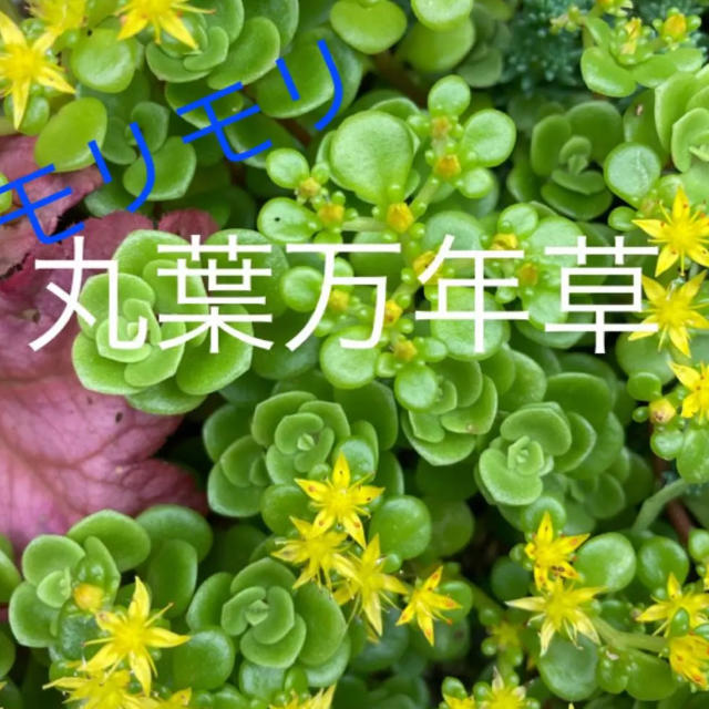 セダム 丸葉万年草 多肉植物 寄せ植え グランドカバーの通販 By しばなまま S Shop ラクマ