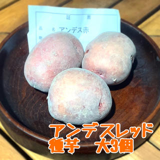 【秋植え用】アンデスレッド　種芋小玉6個(野菜)