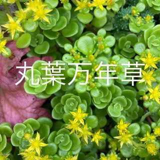 セダム　丸葉万年草　多肉植物　寄せ植え　グランドカバー(プランター)