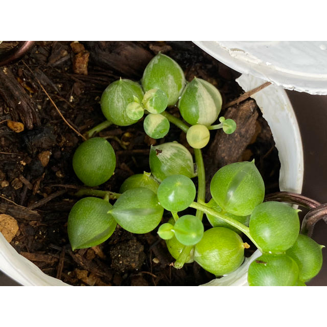 多肉植物抜き苗 ハンドメイドのフラワー/ガーデン(その他)の商品写真