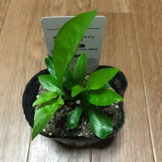 夜香木 多肉植物 観葉植物(プランター)