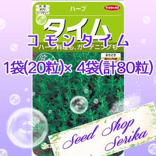 ⑩コモンタイム 20粒 ×4袋(80粒) ハーブ 種(その他)