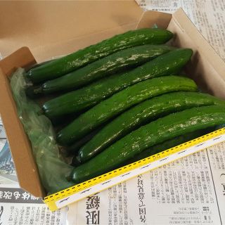 福島県二本松産きゅうり(野菜)