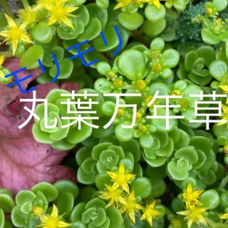 セダム　丸葉万年草　多肉植物　寄せ植え　グランドカバー(プランター)