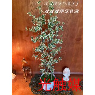 光触媒　人工観葉植物　抗菌消臭　ウォールグリーン　ニューフィカス12046(置物)
