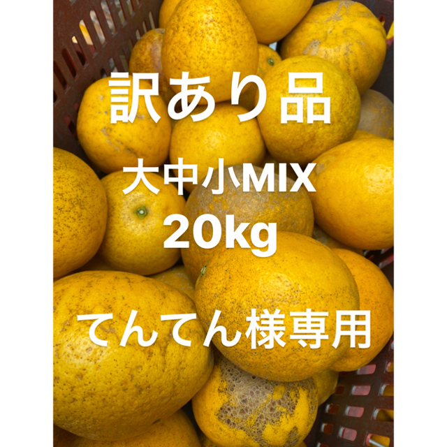 てんてん様専用　訳あり品　みかん　低農薬　宇和ゴールド20Kg   河内晩柑　 食品/飲料/酒の食品(フルーツ)の商品写真