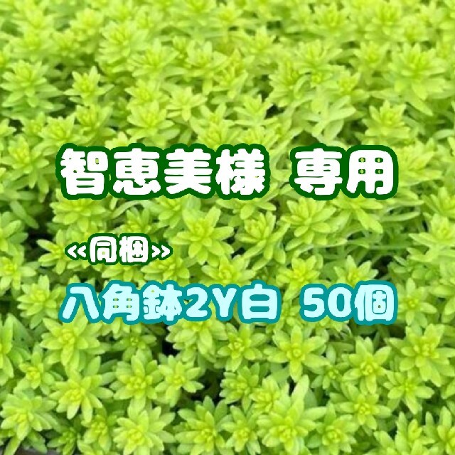 【抜き苗】カラスバミセバヤ(バートラムアンダーソン) 他 多肉 山野草 セダム ハンドメイドのフラワー/ガーデン(その他)の商品写真