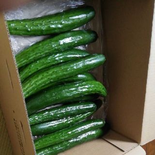 朝採りきゅうり(野菜)