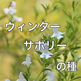 【豆のハーブ‼️】ウインターサボリーの種 20粒 家庭菜園 ハーブ 野菜 タネ(野菜)