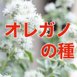 【爽やかなハーブ‼️】オレガノの種 30粒 家庭菜園 野菜 タネ 水耕栽培(野菜)