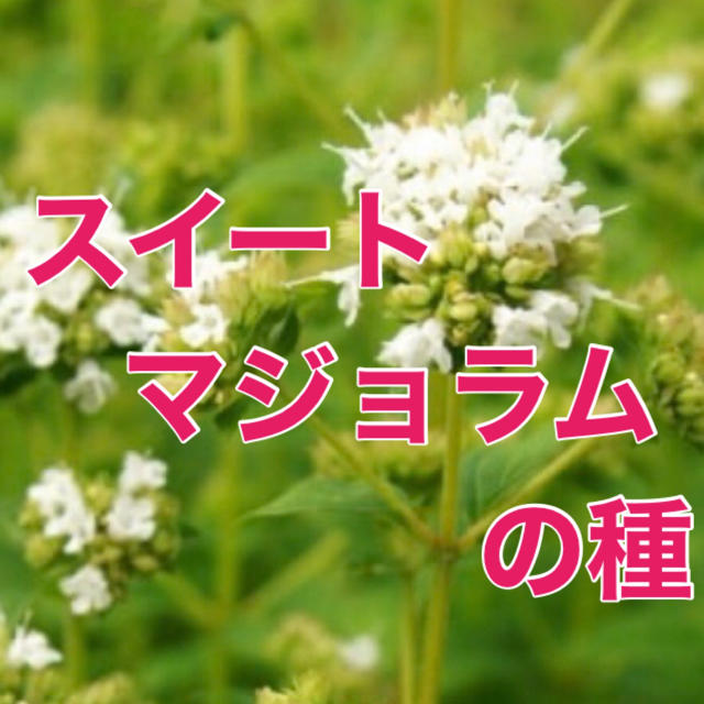 【地中海ハーブ‼️】スイートマジョラムの種 30粒 家庭菜園 野菜 タネ 食品/飲料/酒の食品(野菜)の商品写真