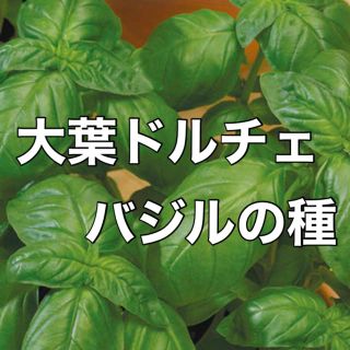 【お洒落なドルチェに‼️】大葉ドルチェバジルの種 30粒 ハーブ バジル タネ(野菜)