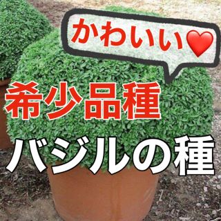 【まるでアフロ‼️】希少品種バジルの種 30粒 家庭菜園 ハーブ バジル タネ(野菜)