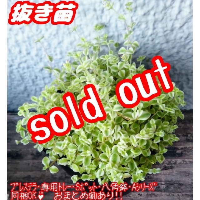 【完売】【抜き苗】 リトルミッシー 多肉植物 クラッスラ 紅葉 プレステラ ハンドメイドのフラワー/ガーデン(その他)の商品写真