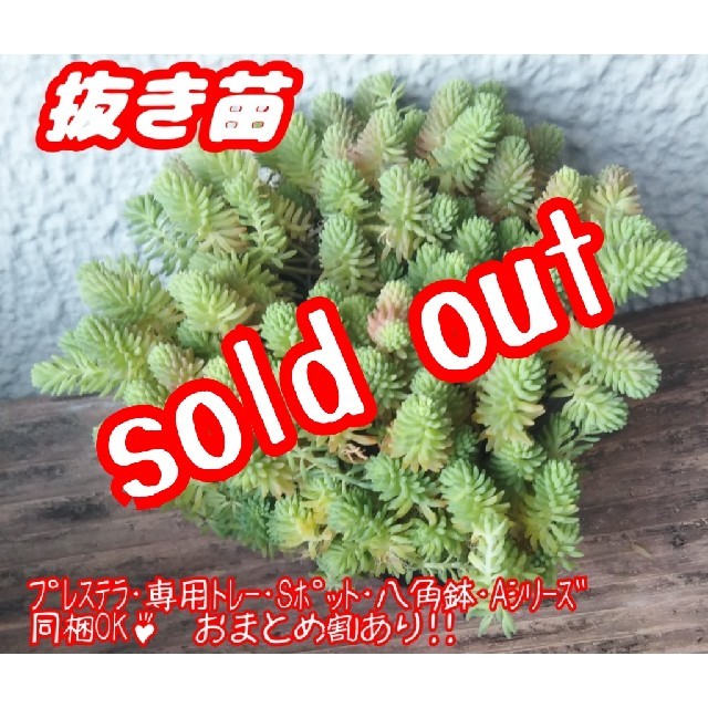 【完売】【抜き苗】 斑入りパリダム 多肉植物 セダム 紅葉 プレステラ