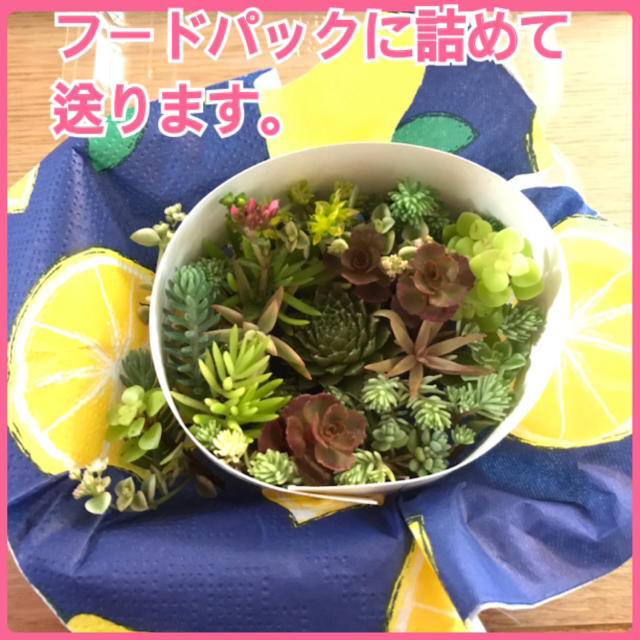 感謝セール 自力で育つ 多肉植物 セダム 観葉植物 苗 ハンドメイドのフラワー/ガーデン(プランター)の商品写真