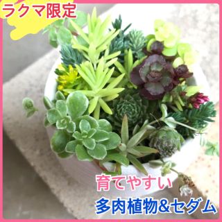 感謝セール 自力で育つ 多肉植物 セダム 観葉植物 苗(プランター)