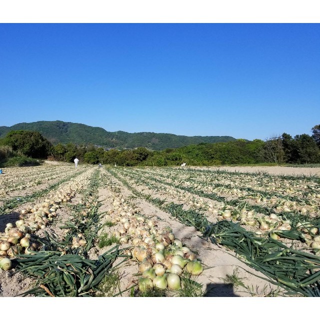 めっちゃ甘い‼️淡路島産玉葱20kg、農家直送です‼️ 食品/飲料/酒の食品(野菜)の商品写真