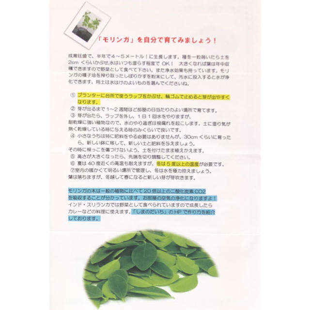 【アジア野菜の定番‼️】空芯菜の種 5ml エンツァイ 野菜 空心菜 モリンガ 食品/飲料/酒の食品(野菜)の商品写真