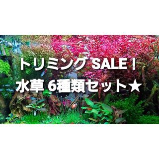 アクアデザインアマノ(Aqua Design Amano)の水草　☆トリミングSALE☆　お得セット6種類(アクアリウム)