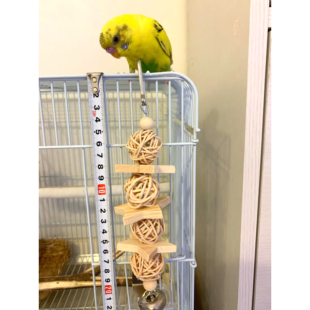 新着商品 手作りコザクラ ボタンのカジカジおもちゃ 2個 staronegypt