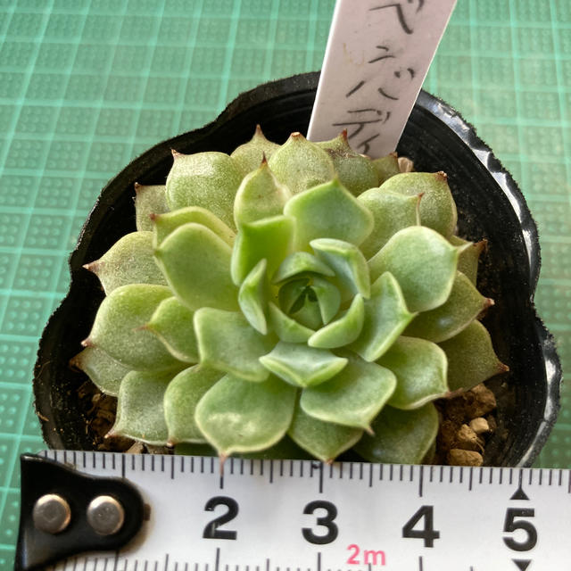 多肉植物　ベンバディス⭕️お買い得品 ハンドメイドのフラワー/ガーデン(その他)の商品写真