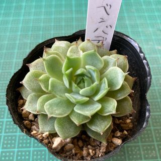 多肉植物　ベンバディス⭕️お買い得品(その他)