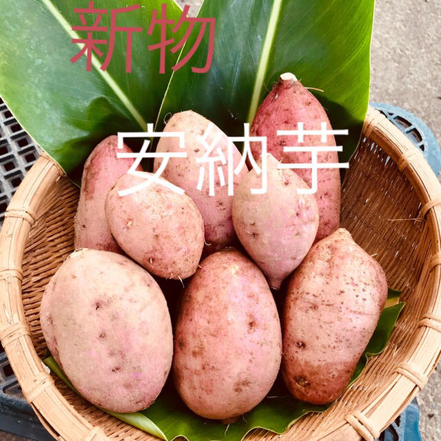 安納芋新物５キロ 食品/飲料/酒の食品(野菜)の商品写真