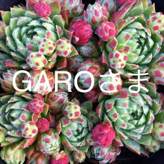 GARO様専用ジョビバルバ  5種セット多肉植物センペルビウム(その他)