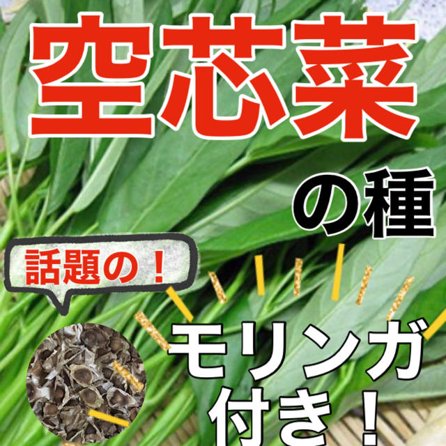 【アジア野菜の定番‼️】空芯菜の種 5ml エンツァイ 野菜 空心菜 モリンガ 食品/飲料/酒の食品(野菜)の商品写真