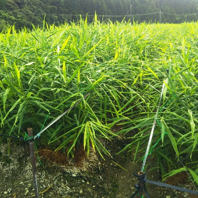 高知県産 土付き訳あり新生姜 コンパクト 食品/飲料/酒の食品(野菜)の商品写真