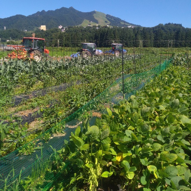 ☆mythica☆様専用！お野菜セット 食品/飲料/酒の食品(野菜)の商品写真