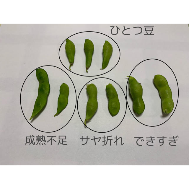 【8/11着】新潟県黒埼産 くろさき茶豆2kg  訳あり品（ハネ豆） 食品/飲料/酒の食品(野菜)の商品写真