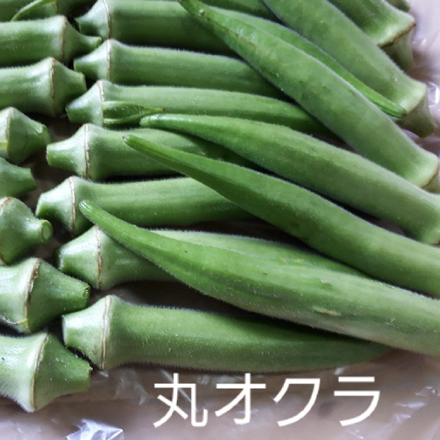 無農薬丸オクラ　福岡県産　ポスト投函 食品/飲料/酒の食品(野菜)の商品写真