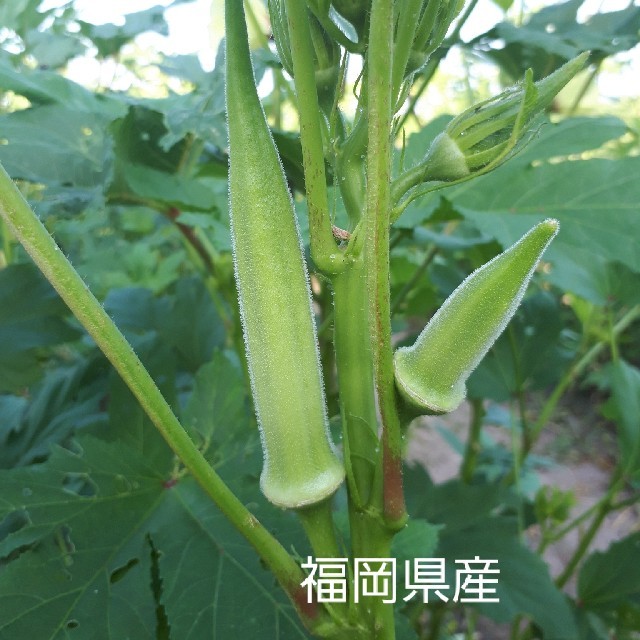 無農薬丸オクラ　福岡県産　ポスト投函 食品/飲料/酒の食品(野菜)の商品写真