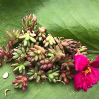 多肉植物ピンキー(その他)